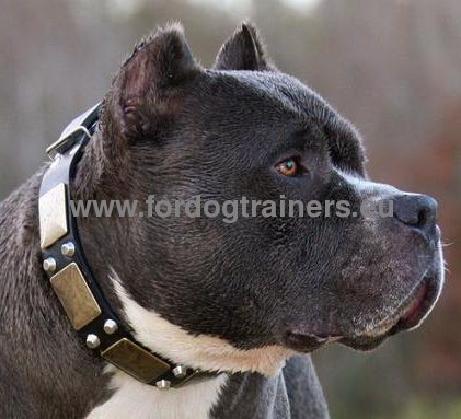 Leather Collar Impressive Plates for Pitbull ❣ - Click Image to Close