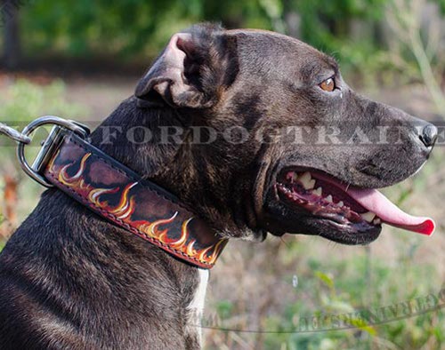 Pitbull Dog Collar Design with Image "Flame" ➢ - Click Image to Close