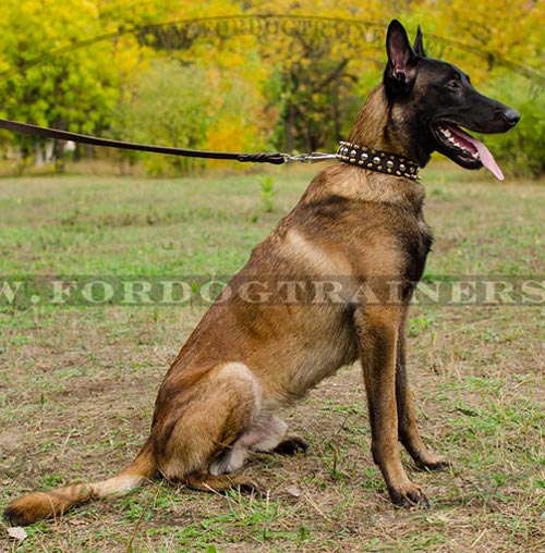 Dog Collar for Malinois with Metal Spikes and Half-balls - Click Image to Close