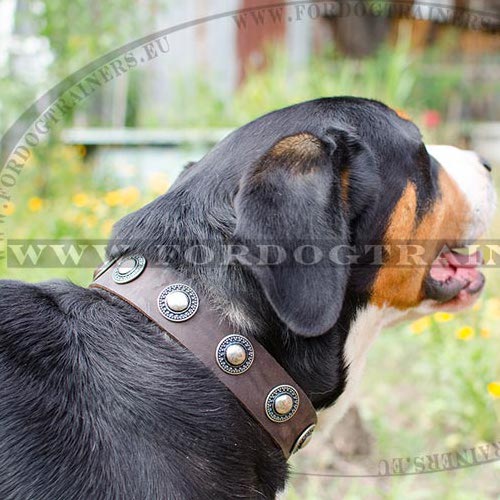 Dog Leather Collar with Embossed Plates - Click Image to Close