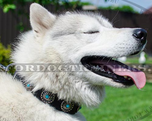 Husky Dog Collar with "Turquoise" Stones ✤ - Click Image to Close