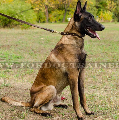 Leather Dog Collar with Bronze Spikes - Click Image to Close