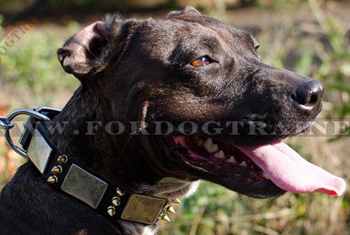American Pitbull Decorated Collar Plates&Spikes ▼ - Click Image to Close