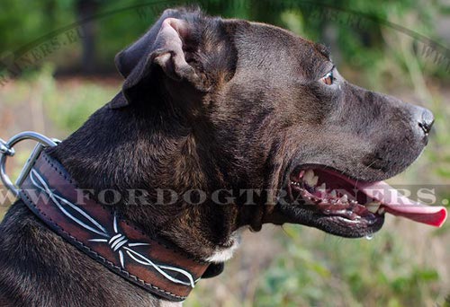 Collar with Barbed Wire Painting for Pitbull ⚵ - Click Image to Close