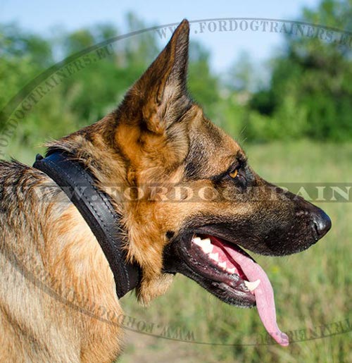 Leather Dog Collar with Fur Protective Padding for GSD - Click Image to Close