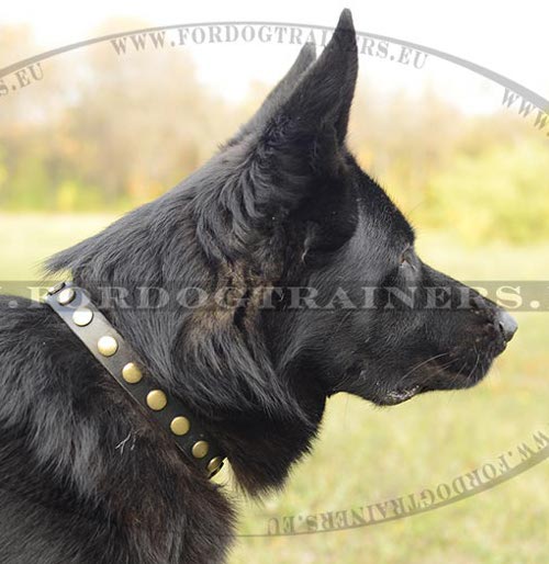 Leather Dog Collar with Wonderful Metal Dots! ⚫ - Click Image to Close