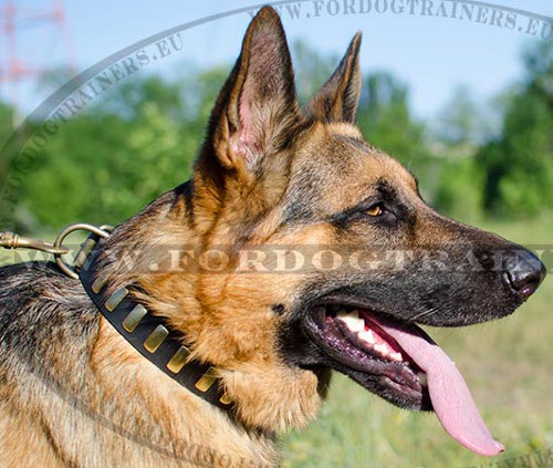 Exclusive Decorated Dog Collar for German Shepherd ▍▍ - Click Image to Close