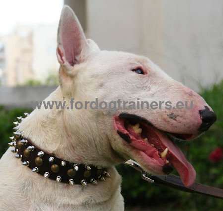 Bull Terrier Leather Spiked and Studded Collar 3 Rows S55 - Click Image to Close