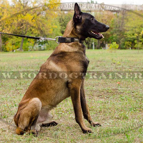 Pet Collar Vintage Style for Malinois ▓ - Click Image to Close