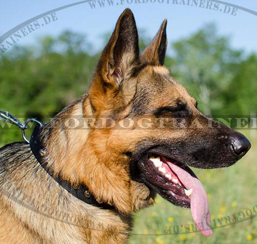 Dog Collar Nylon with Cut Cones for German Shepherd - Click Image to Close