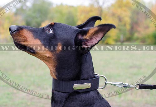 Doberman Nylon Collar Super Strong with ID Plate - Click Image to Close