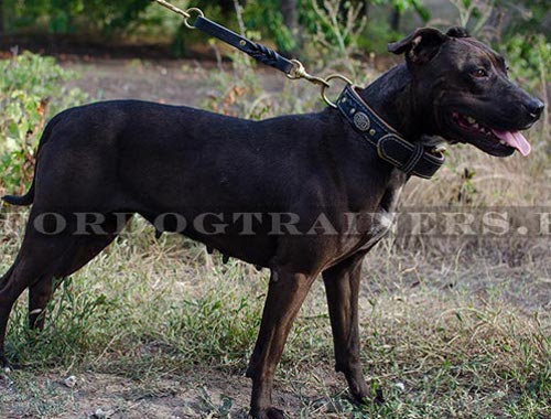 Pitbull Nappa Padded Braided Collar ◣ - Click Image to Close