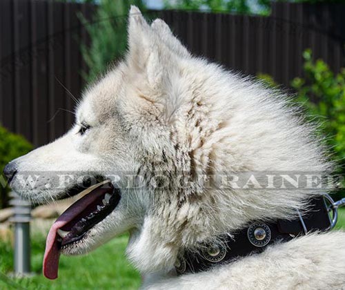 Siberian Husky Leather Collar with Embossed Plates ⚫ - Click Image to Close