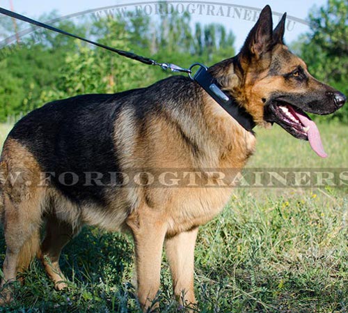 Identification Leather Collar for German Shepherd ✍ - Click Image to Close