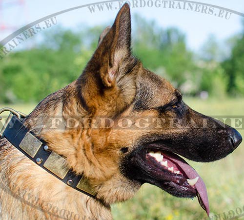 German Shepherd Collar Adorned ☛ - Click Image to Close