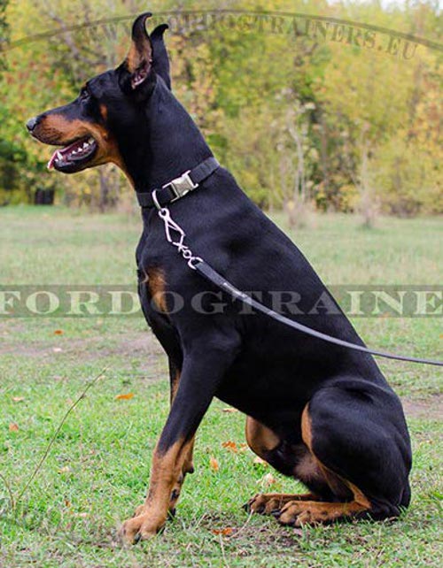 Nylon Dog Collar K9, Lightweight for Doberman - Click Image to Close