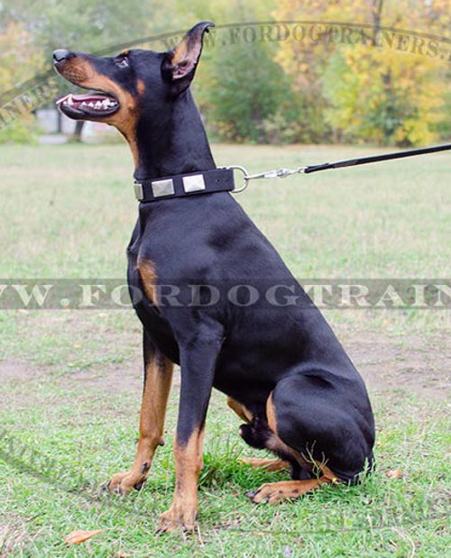 Nylon Collar Decorated with Plates for Dobermann - Click Image to Close