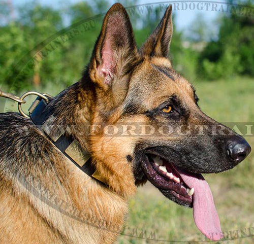 Buckle Collar Design with Plates for GSD▮ - Click Image to Close