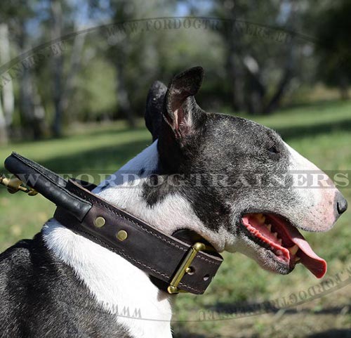 Leather Collar with Handle for Bull Terrier - Click Image to Close