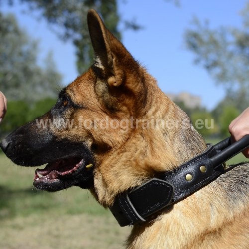 Two Ply Leather Agitation Dog Collar for German Shepherd - Click Image to Close