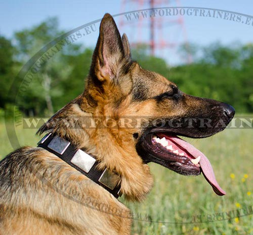 Nylon Dog Collar With Plates for German Shepherd ▰ - Click Image to Close