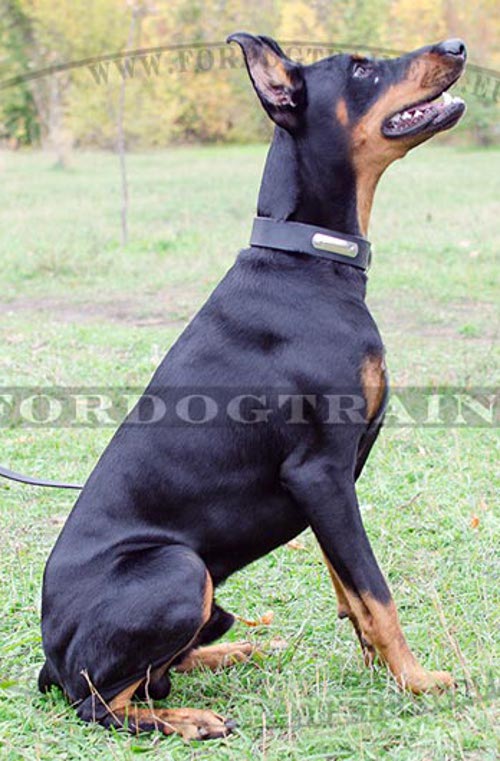 Personified Dog Collar Doberman Strong Leather - Click Image to Close