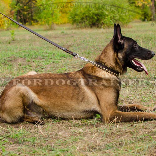Super Leather Collar "Caterpillar" for Malinois - Click Image to Close