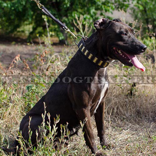 Pitbull Collar with Embossed Rectangular Plates ✷ - Click Image to Close