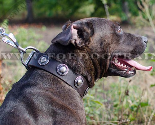 Pitbull Leather Collar with Embossed Plates ◉ - Click Image to Close