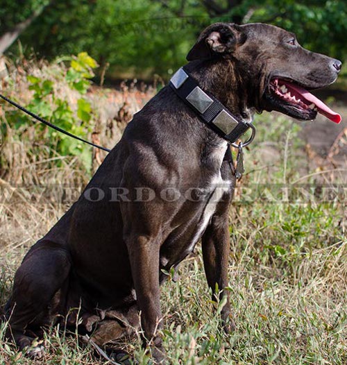 Nylon Dog Collar With Vintage Plates for Pitbull ✦ - Click Image to Close