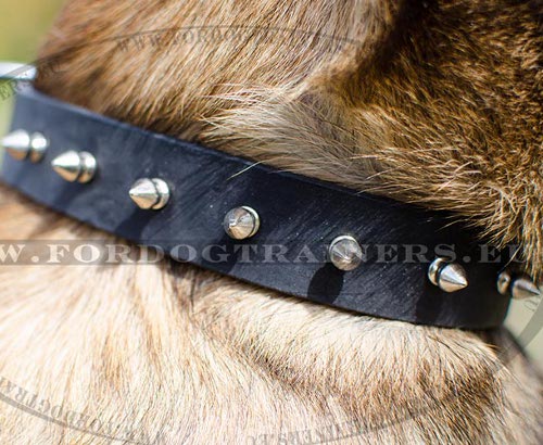 Malinois Dog Collar 30 mm Wide with Spikes - Click Image to Close