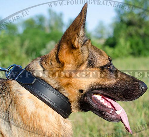 Padded Collar Classical Style for German Shepherd Wide - Click Image to Close