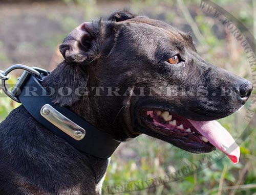 Leather Collar for Pitbull Identification ☑ - Click Image to Close