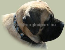 Leather Dog Collar with Blue Stones for Bullmastiff ✿ - Click Image to Close