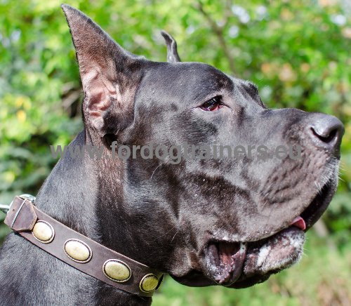 Dog Leather Collar Gorgeous Vintage for Great Dane ⚶ - Click Image to Close