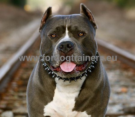 American Pitbull Collar with Spikes ➔ - Click Image to Close