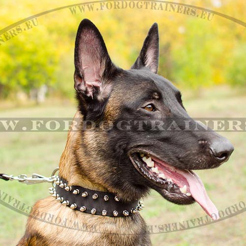 Dog Collar Nylon | Decorated with Beautiful Spikes - Click Image to Close