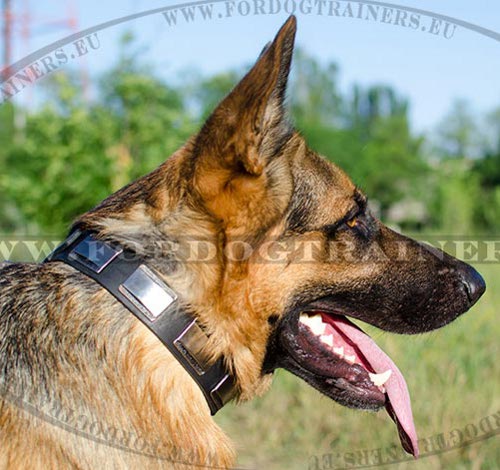 Luxury Dog Collar with Decorative Plates ▓ - Click Image to Close