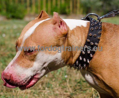 Dog Collar with Three Rows of Spikes for Pitbull - Click Image to Close