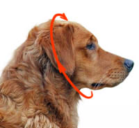 How to size the dog for a collar