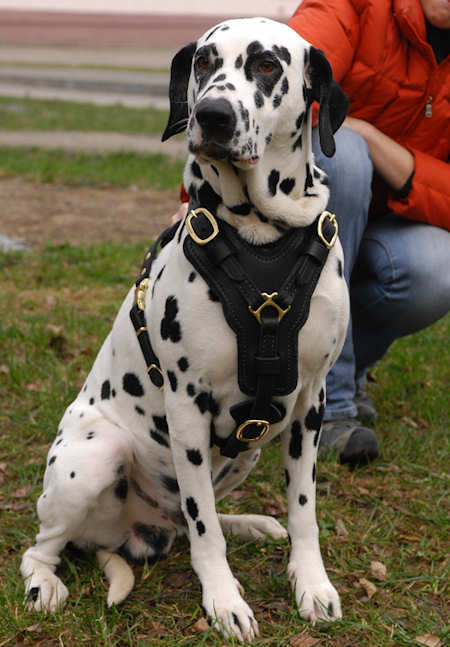 Exclusive Handcrafted Padded Leather Harness for Dalmatian - Click Image to Close