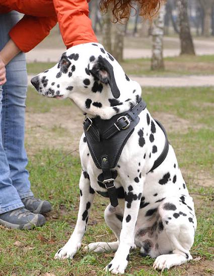 Dalmatian Protection/Attack Leather Dog Harness H1 - Click Image to Close