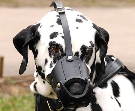 Everyday Leather dog muzzle for Dalmatian M51 - Click Image to Close