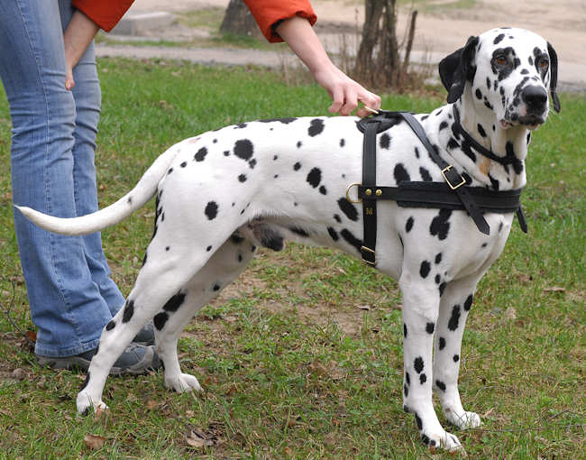Dalmatian Tracking /Pulling/Walking Leather Dog Harness H5 - Click Image to Close