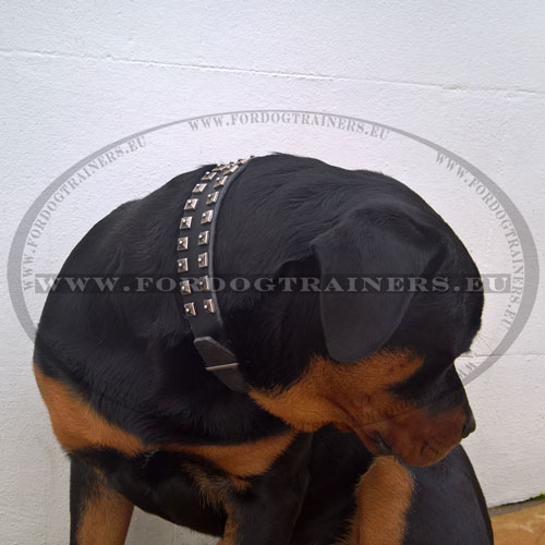 Studded Dog Collar Crafted for Rottweiler [C93##1057 Collare di cuoio con borchie nichelate per Rottweiler]