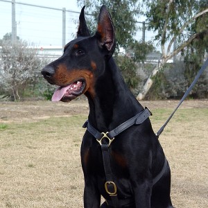 Doberman Luxury Handcrafted Leather Harness - Click Image to Close