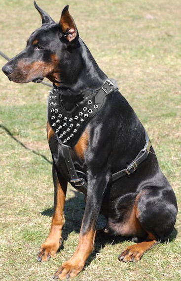 Doberman Spiked leather dog harnesses H9 - Click Image to Close