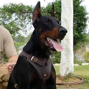 Doberman Protection/Attack Leather Dog Harness - Click Image to Close
