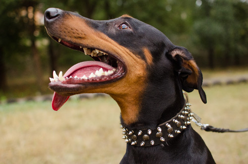 Doberman Deluxe Spiked Leather Dog Collar⚶ - Click Image to Close