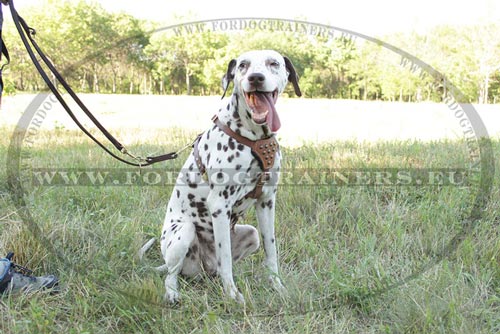 Long Leather Lead for Dalmatian - Click Image to Close